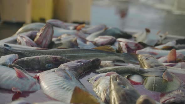 Cod in blood-soaked water ready for seafood market, shallow focus