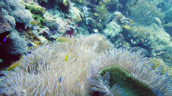 Sea Anemone and Clown Fish.