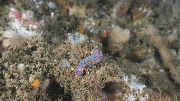 Vibrant coloured Nudibranch sea sluges slowly along on a coral reef structure. Underwater view