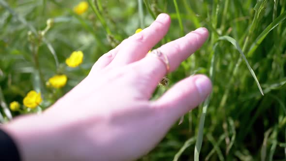 Female Hand Touches Juicy Green Grass and Flowers on Nature in Rays of Sunlight