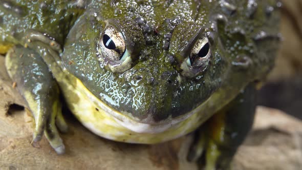 Cyclorana Toad-water Pot Frog Sitting on Wooden Snag in Black Background. Close Up