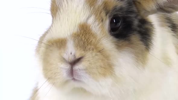 Muzzle of Colored Rabbit at White Background at Studio. Close Up. Slow Motion