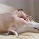 Man Gently Strokes Her Dog - VideoHive Item for Sale