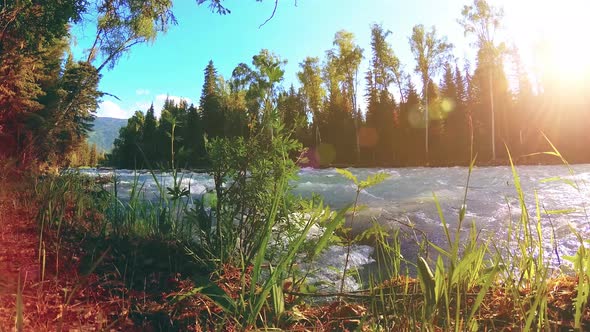 Meadow at Mountain River Bank. Landscape with Green Grass, Pine Trees and Sun Rays