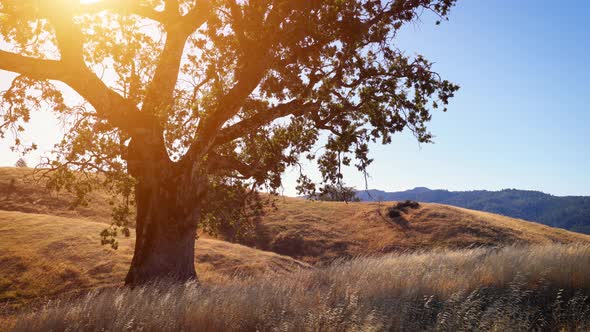 Lone tree in the hills above the California coast