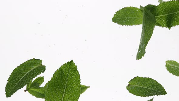 Mint leaves in water over white