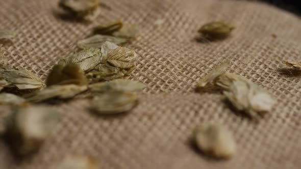 Rotating shot of barley and other beer brewing ingredients 