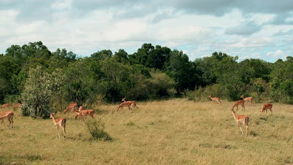 Gazelles In Natural Habitat - South Africa