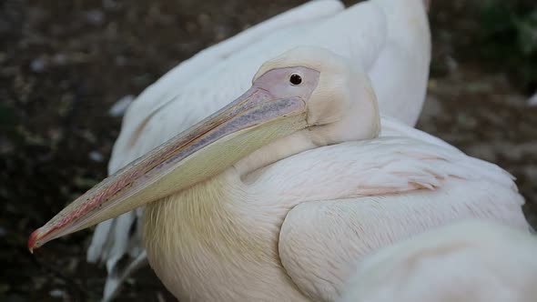 Pelecanus Onocrotalus Also Known As the Eastern White Pelican