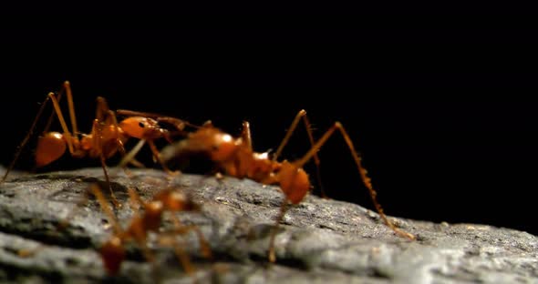 4K - Leaf-cutter ants. Close-up