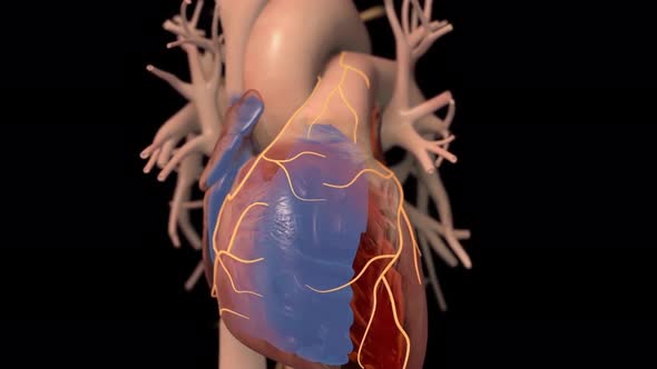 Human Circulatory System Heart Beat Anatomy Animation Concept. 3D