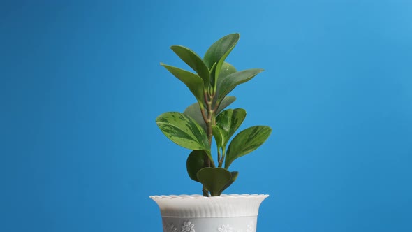 Rubber Plant Revolving Around Itself On The Blue Screen Background