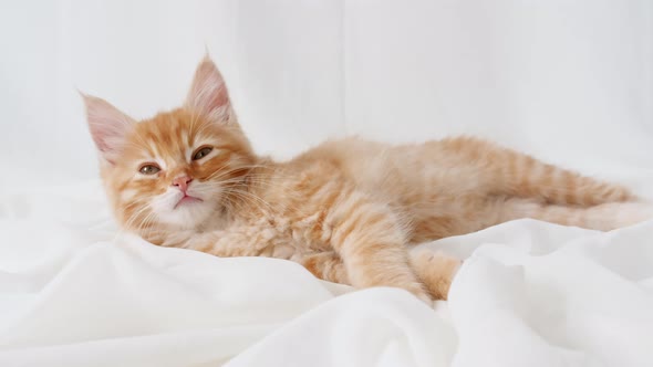 Ginger Kitten Play on Isolated White Background