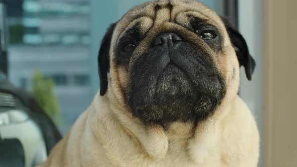 Closeup Portrait of the Pug