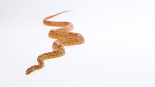 Tiger Python Molurus Bivittatus Morph Albine Burmese in White Background. Slow Motion