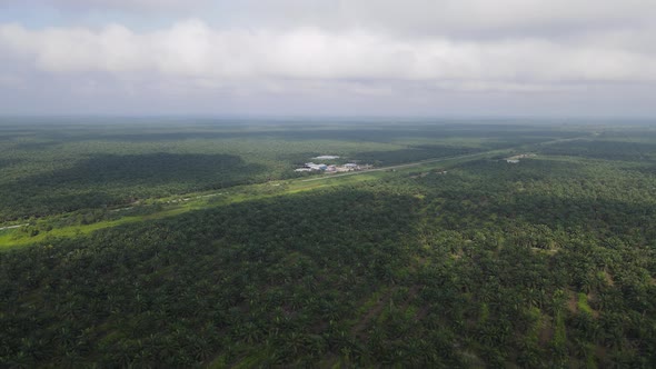 Aerial View of The Palm Oil Estates