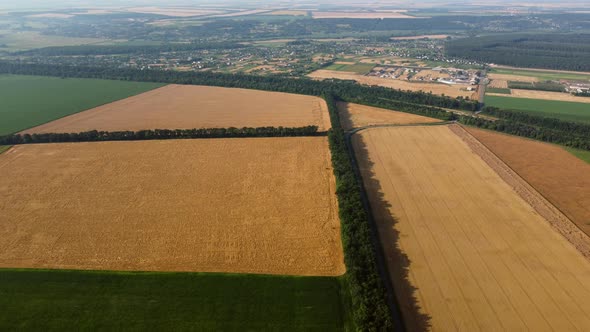 Aerial Drone View Flight Over Yellow Wheat Field Green Fields Agricultural Crop