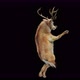 45 Deer Dancing 4K - VideoHive Item for Sale