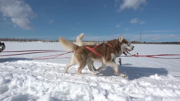 Dogs Harnessed By Dogs Breed Husky Pull Sled with People, Slow Motion, Video Loop