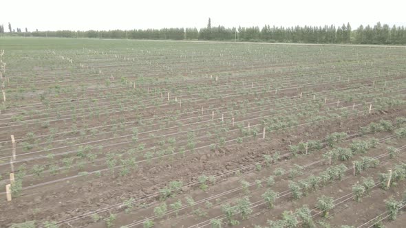 Aerial drone view flight over different agricultural fields sown in Samegrelo, Georgia