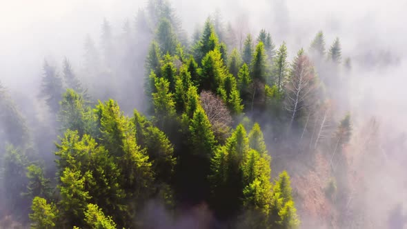 Aerial Flight Over the Morning Fog in a Mountain Forest