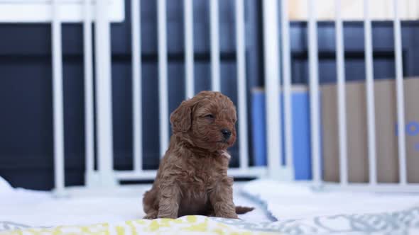 Cute Sleepy Goldendoodle Puppy Indoors Yawning. Young Baby Dog.