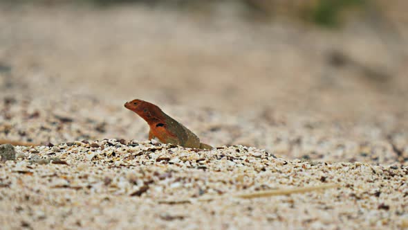 lava lizard on the beach isla espanola in the galapagos