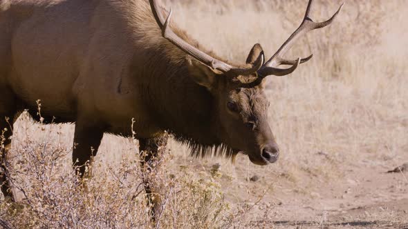 A herd of wild elks in the Rocky Mountain National Park