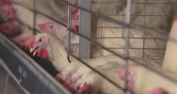 Caged chickens at a commercial egg production facility.