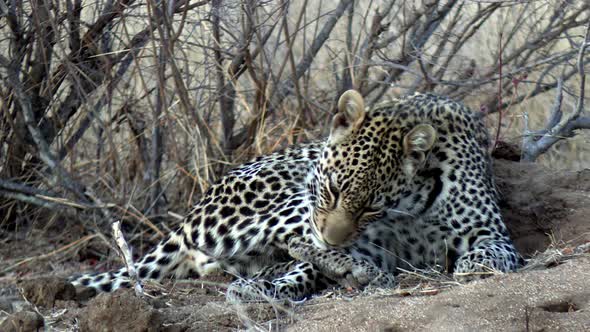 African spotted leopard licking it's back paw under the shadow of a shrub, handheld shot with zoom o