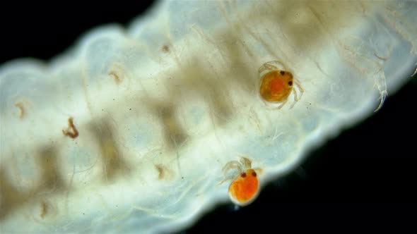 Larva mite Hydrachnidia and Hydrophilidae larva under a microscope