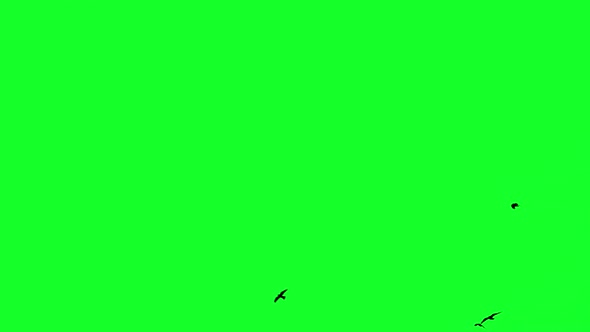 Birds Flying on Chroma Key