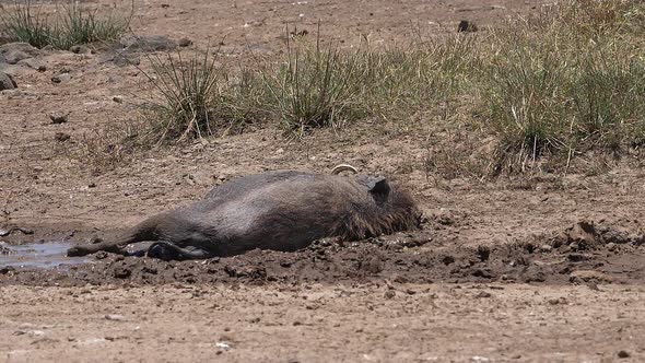 Warthog, phacochoerus aethiopicus, Adult having Mud Bath, Nairobi Park in Kenya, slow motion