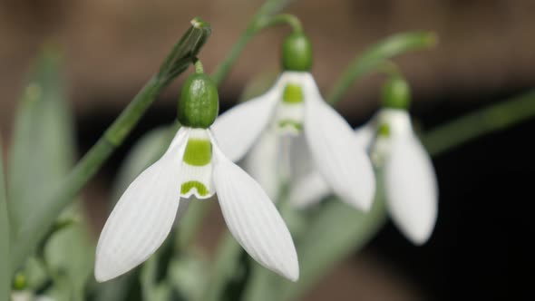 Close-up of common snowdrops early spring sign 4K 2160p 30fps UltraHD footage - White Galanthus niva