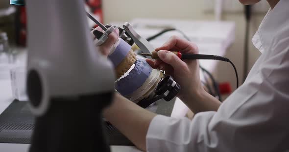 A female dentist technologist holds a mock-up of a jaw in her hands. Manufacture of dentures