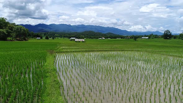 Sideways flight over a Rice Field, Chiang Mai, Thailand.