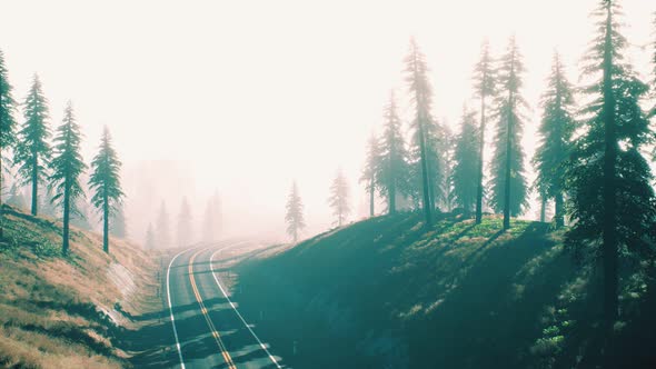 Road Through the Russian Taiga Forest From Aerial View