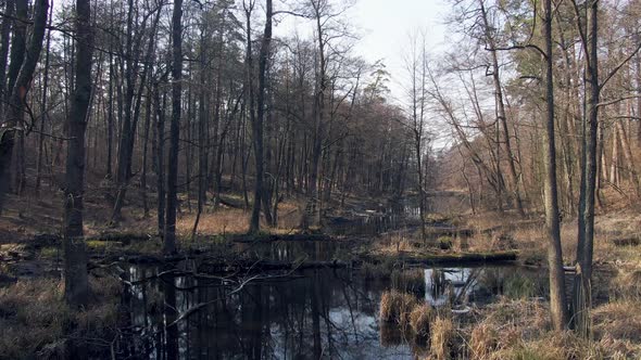 forest swamp. aerial. Sun rays. Spring.