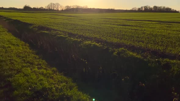 Tilt up wide shot of beautiful green soft agricultural field and colorful sunset in background. Rura