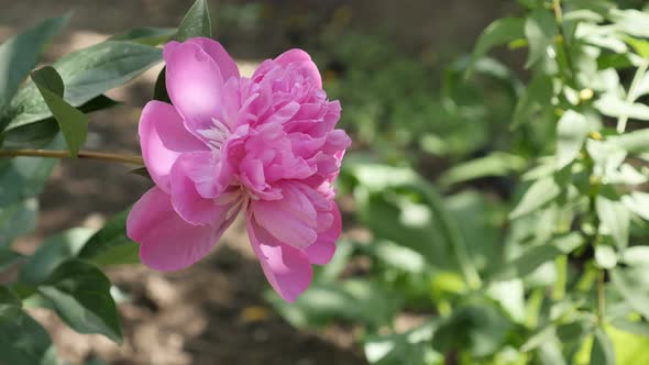 Paeonia lactiflora flower bush close-up details 4K 2160p 30fps UltraHD footage - Pink parfait peony 