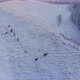 Herd of Wild Deer in the Mountains - VideoHive Item for Sale