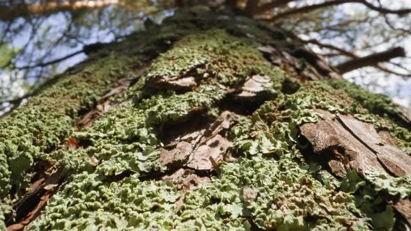 Large Trunk of Pine Tree Covered with Green Lichen in Forest