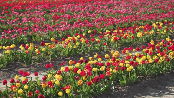 Pink and Yellow Tulips Planted in Long Rows on Field