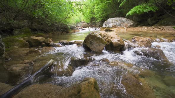 A Small River in the Forest. Cinematic Creek Surrounded By Greenery