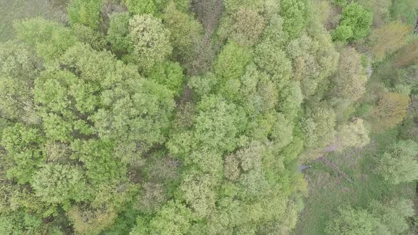 Aerial Green Forest