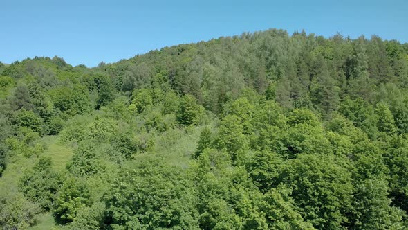 Dense green forest on a bright day