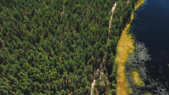 Thick Pinetree Forest and Overgrown Lake on Glade Aerial