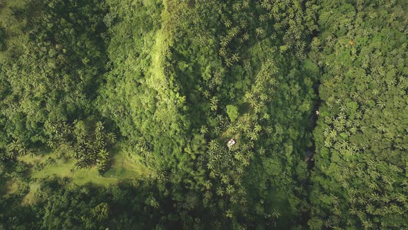Top Down Philippines Hill Aerial View: Tropic Forest on Mounts, Coconut Palm Trees, High Green Grass