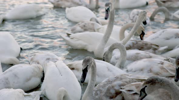 Large Group of Swans