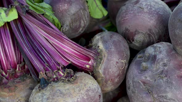 Fresh sugarbeet on display for sale at free fair. Panoramic plan